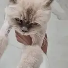 شيرازي مهجن مع سكوتش