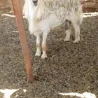 فحل حري للبيع