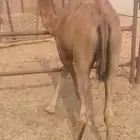 قعود وبكره سواحل للبيع