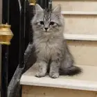 كيتين شيرازي للبيع قطط