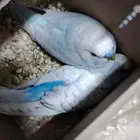 زوج بادجي منتج معه فرخين(تمم البيعع)