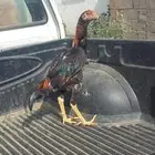 شامو ياباني للبيع على السوم