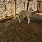 طلي حري صنف جبر من مراح الجميلات