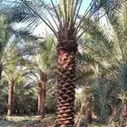 نخل عربي نخل مثمر