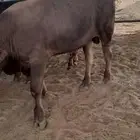 للبيع عجل الماني