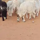 10 جزعان للبيع