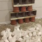 حمام رقاصي