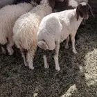 بهم نعيم 5 الحناكيه