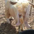 للبيع
