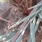 فسائل نخل عجوه