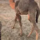 حوار عمره حول ثلاث شهور