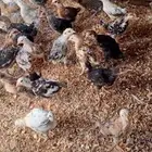 صوص دجاج ودجاج وديك بلدي للبيع انتاج المزرعه