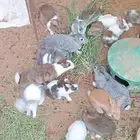 ارانب للبيع القصيم بريدة