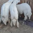 طليان للبيع