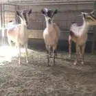 معزا جنوبيات