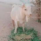 تيس قزمي