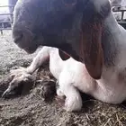 جذع فحل صنف نعيم دم فاخر