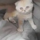 اسكوتش فولد 45 يوم