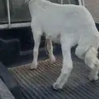 مشروع فحل حري صنف طيب