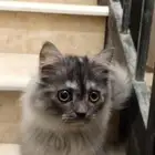 كيتين للبيع شيرازي