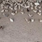 صوص دجاج عرض خاص