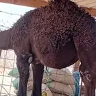 قعد قصب للبيع