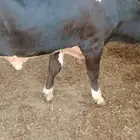 عجل ثور حسيل بلدي من سلالة هولندية (إنتاج شركة المراعي)