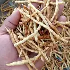 بذور الغاف