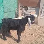 تيس عارضي
