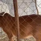 حسيل للبيع عمره 6