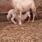 نعجه حبصيه تحتها رخل