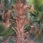 تنسيق الحدائق المنزلية