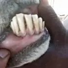 فحل حري للبيع