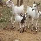 ماعز بيشي مناتيج