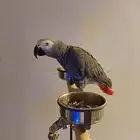 ببغاء كاسكو