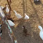 بط للبيع العدد 50