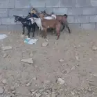 6 من العرس فل شحم تيوس وعنقان