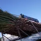 للبيع نخيل عربي ووشنطني