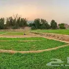 ارض زراعيه وماء للايجار