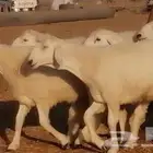 رخال حريات فرش الفحل بنات المراح 6 روس