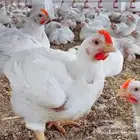 دجاج   لاحم مذبوح جاهز يوجد توصيل لجميع أحياء الرياض