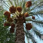 ثمار نخيل تمر برني للبيع مزرعتين