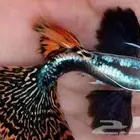 جوبي اذن الفيل 7 حبات- سمك جوبي مستوى قوي