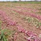 بصل احمر مزارع عنز ( ساجر ) انتاج طيب جدا