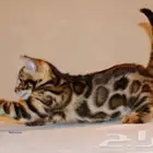 قطط بنغال مستويات قوية للبيع