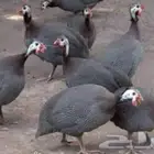 مطلوب دجاج حبشي