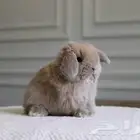 مطلوب ارنب هولاند لوب