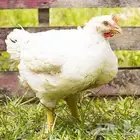 دجاج لاحم طازج