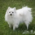 كلب سبيتز ياباني