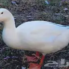 بط بكيني جامبو بياض